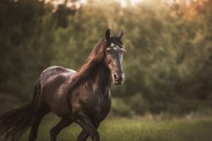 Equine Rapid Test Kits | Horse Disease Diagnostic Solutions 动感的画面:一匹匹匹匹匹匹匹匹匹匹匹匹匹匹匹匹匹匹匹匹匹匹匹匹匹匹匹匹匹匹匹匹匹匹匹匹匹匹匹匹匹匹匹匹黑马在郁郁葱葱的绿色背景下奔腾。