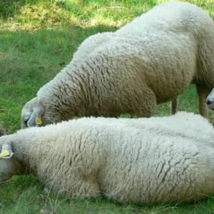 alerivex sheep temp